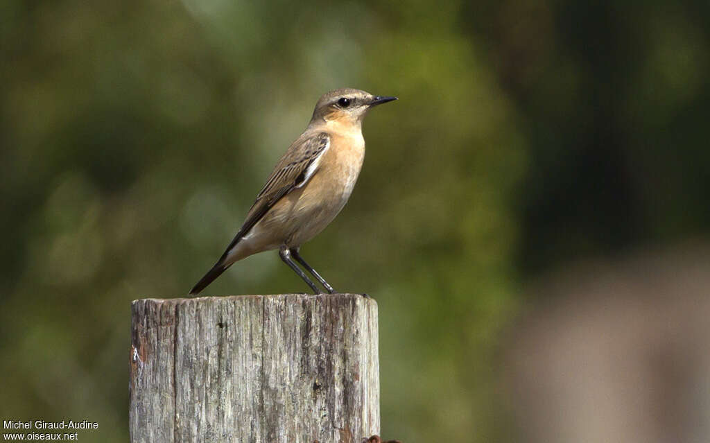 Northern Wheatear, identification