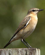 Northern Wheatear