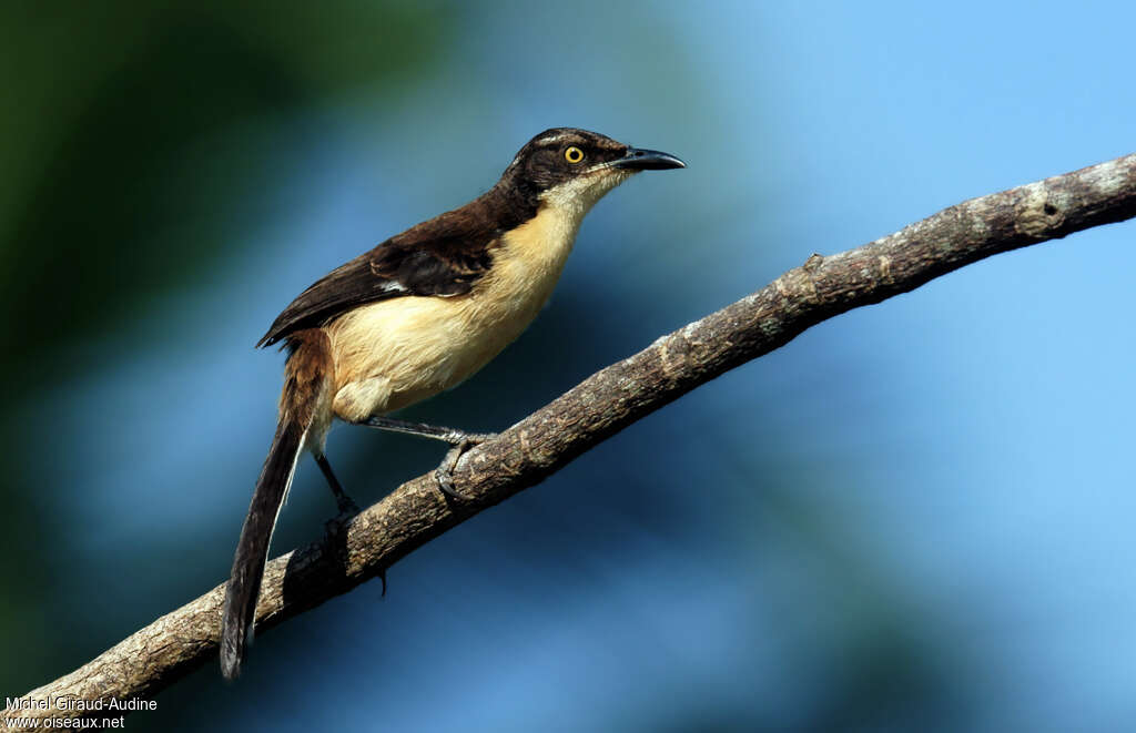 Black-capped Donacobiusadult, identification