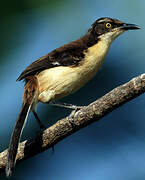 Black-capped Donacobius