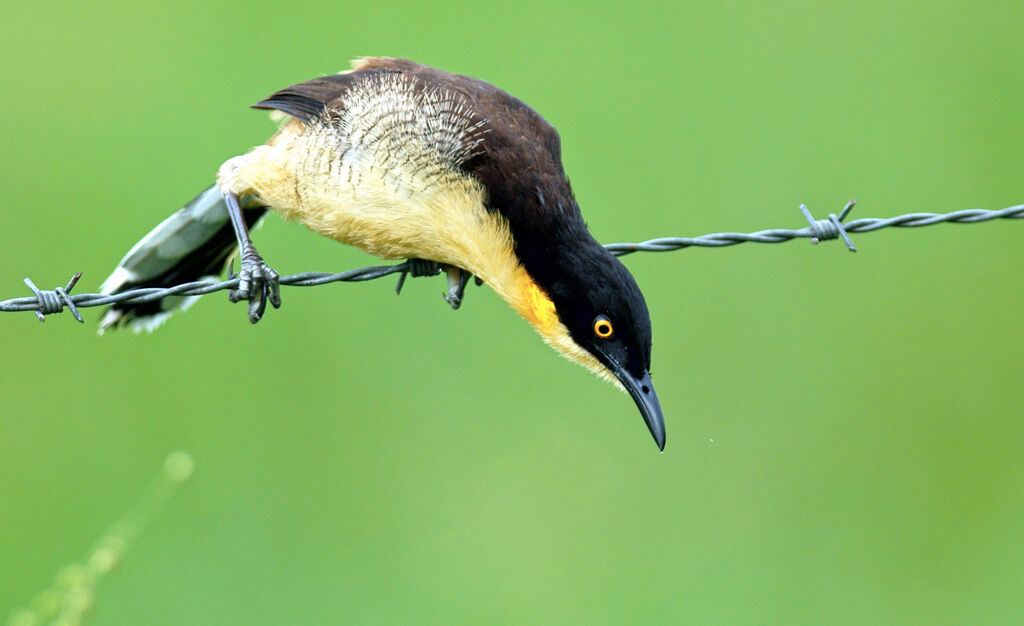 Black-capped Donacobius