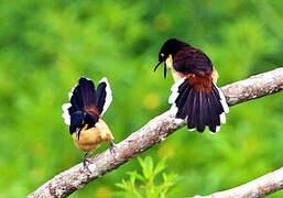 Black-capped Donacobius