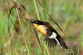 Black-capped Donacobius