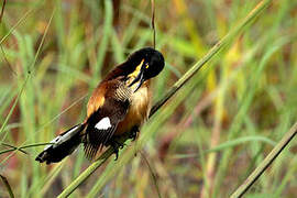 Black-capped Donacobius