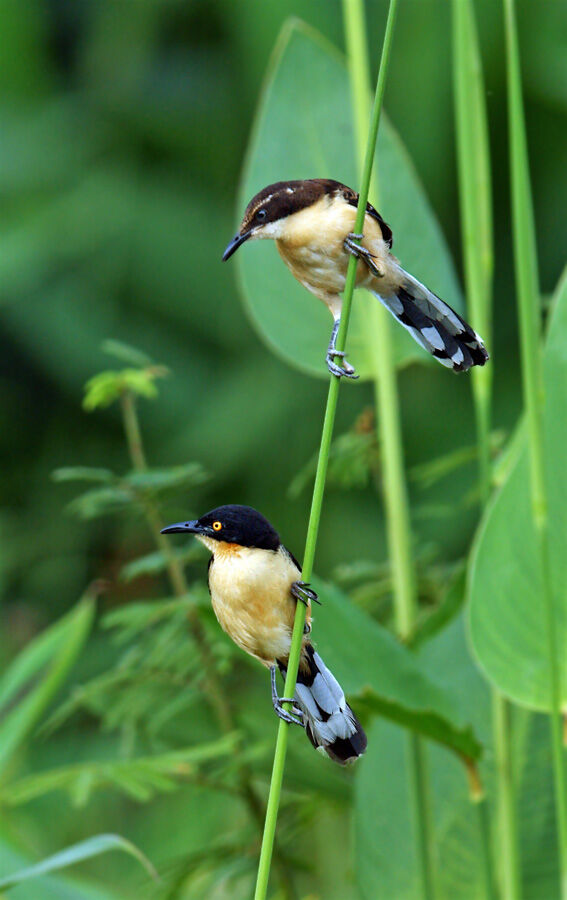 Black-capped Donacobiusjuvenile