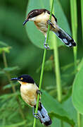 Black-capped Donacobius