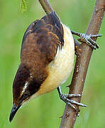 Black-capped Donacobius