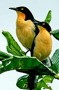 Black-capped Donacobius