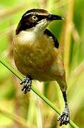 Black-capped Donacobius