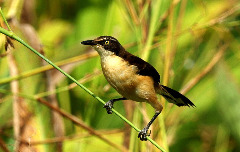 Black-capped Donacobius, identification