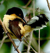 Black-capped Donacobius