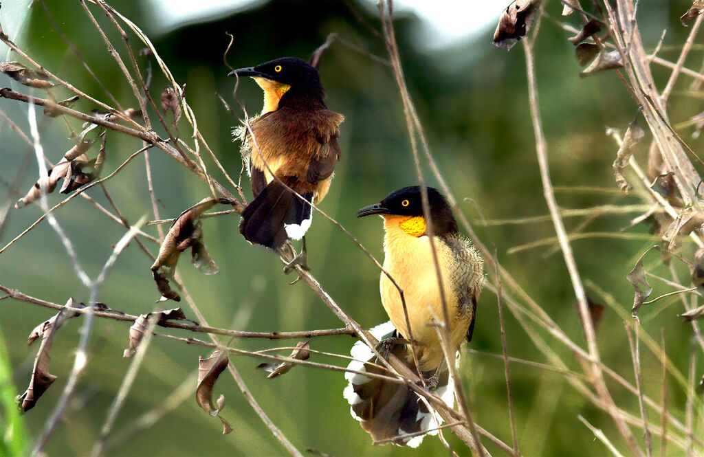 Black-capped Donacobius, identification