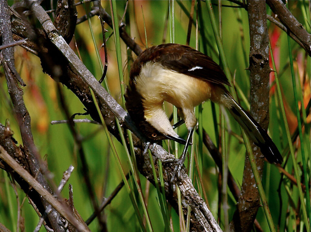 Black-capped Donacobiusimmature, identification