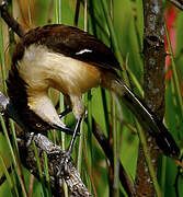 Black-capped Donacobius