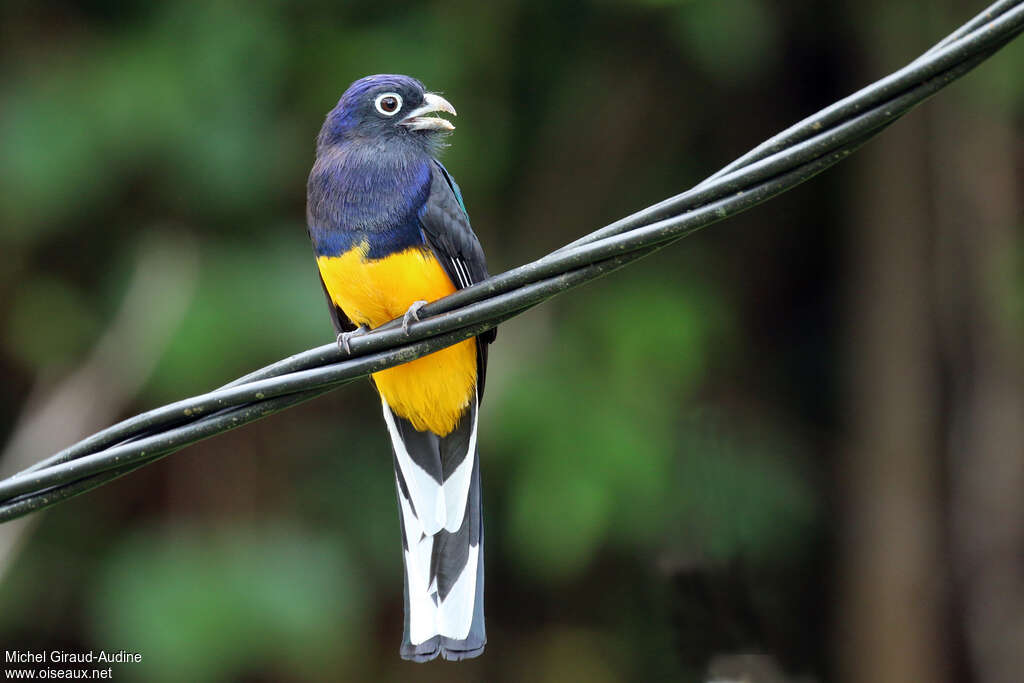 Trogon à queue blanche mâle adulte, identification