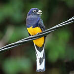 Trogon à queue blanche