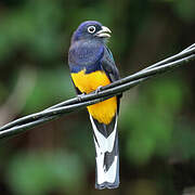 Green-backed Trogon