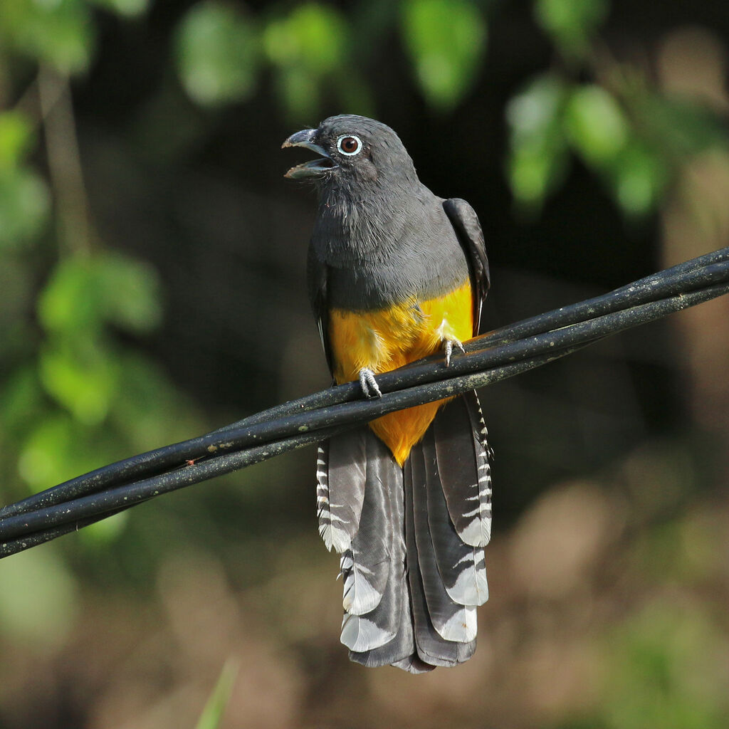 Trogon à queue blanche femelle adulte