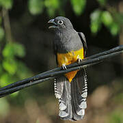 Trogon à queue blanche