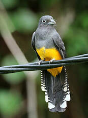 Trogon à queue blanche