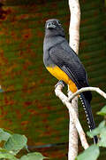 Green-backed Trogon