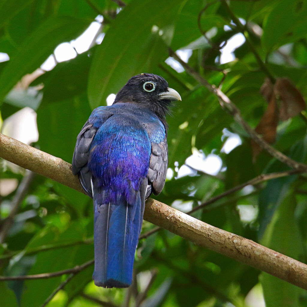 Trogon à queue blanche mâle adulte