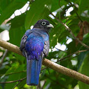 Green-backed Trogon