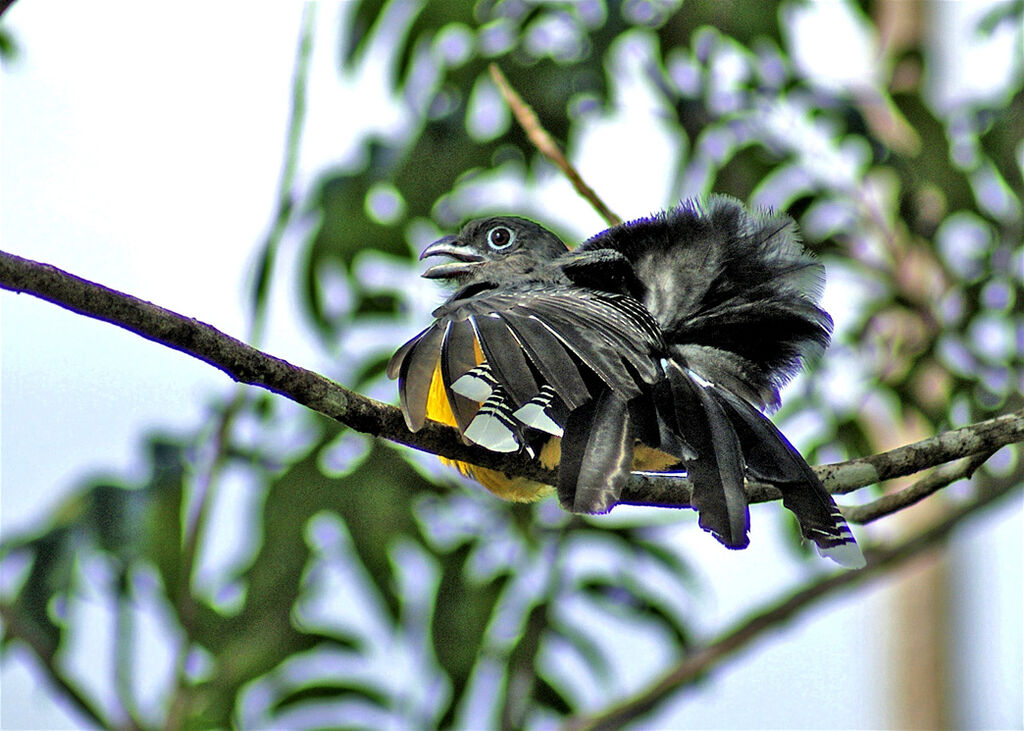 Trogon à queue blanche