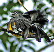 Green-backed Trogon