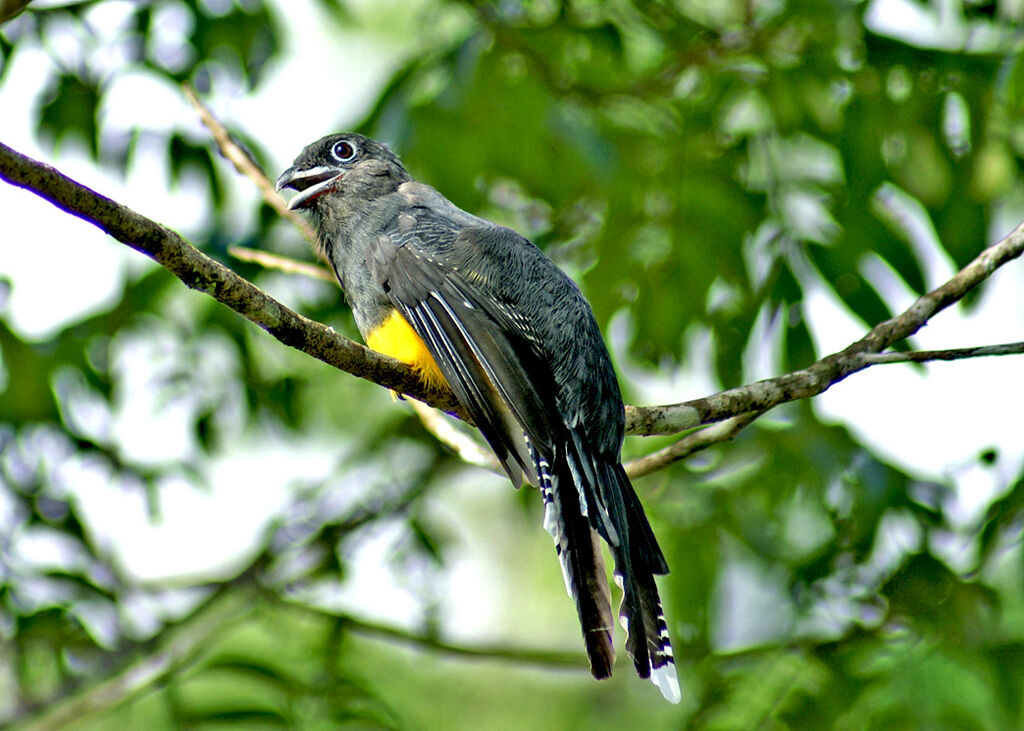 Trogon à queue blanche, identification