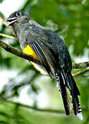 Trogon à queue blanche