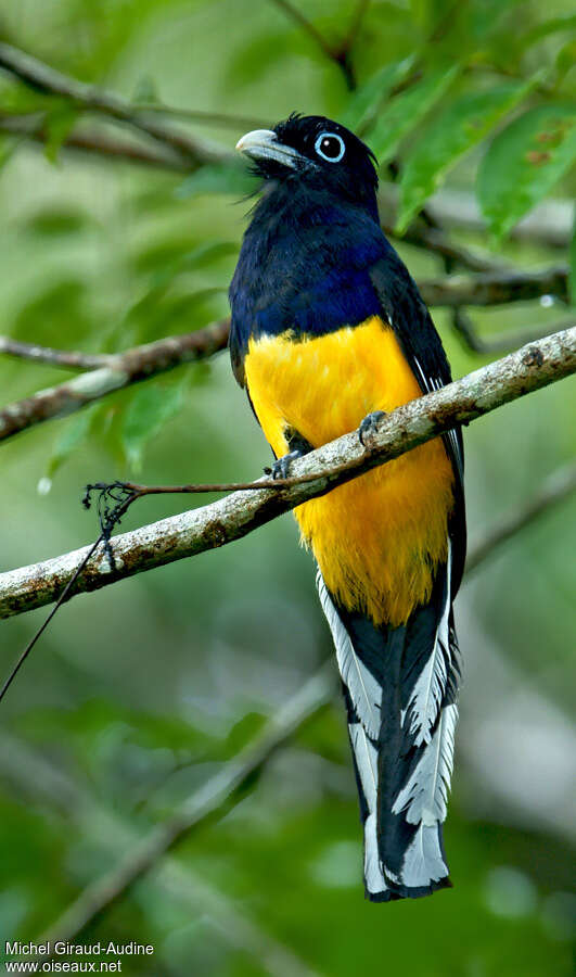 Green-backed Trogon, identification