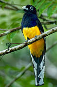 Trogon à queue blanche