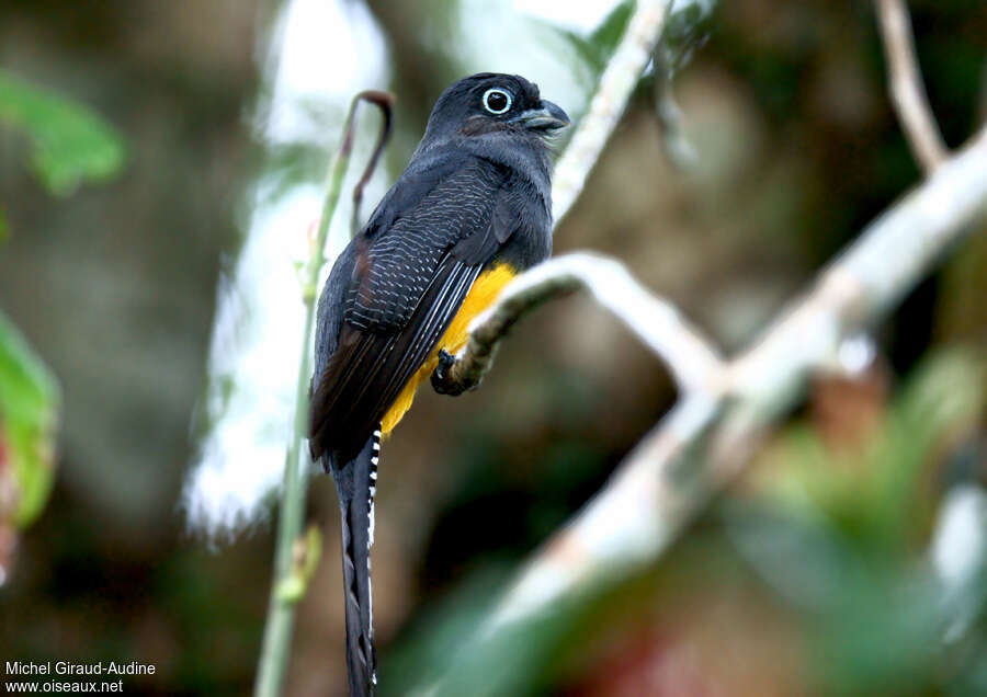 Trogon à queue blanche femelle adulte, identification