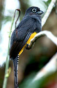 Trogon à queue blanche