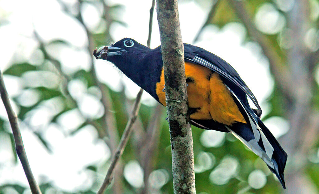 Green-backed Trogon male adult, feeding habits