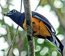 Green-backed Trogon