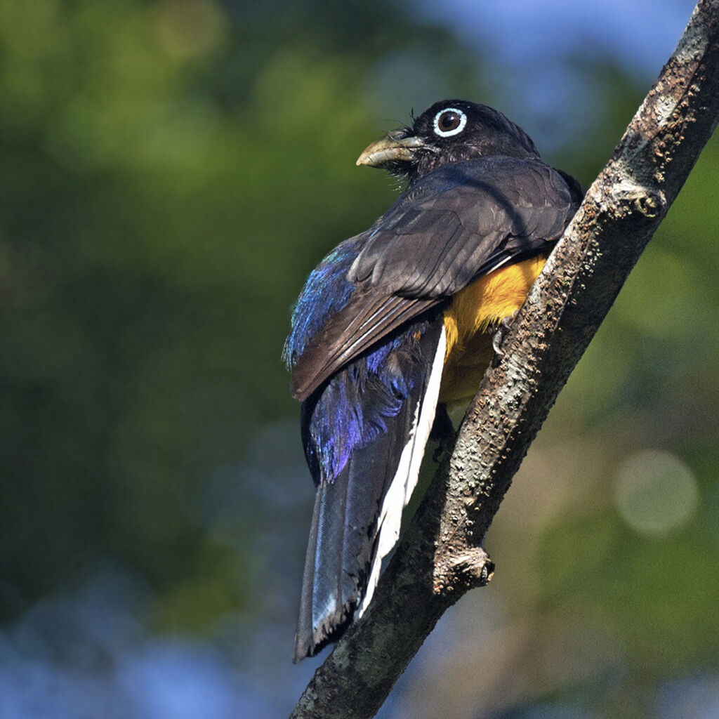 Green-backed Trogon male adult