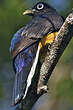 Trogon à queue blanche