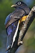 Green-backed Trogon