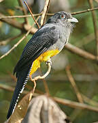 Green-backed Trogon