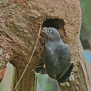 Green-backed Trogon