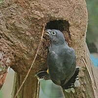 Trogon à queue blanche