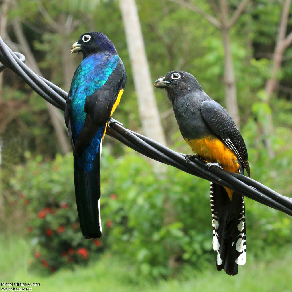 Trogon à queue blancheadulte, pigmentation