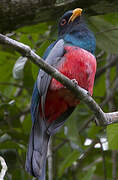 Black-tailed Trogon