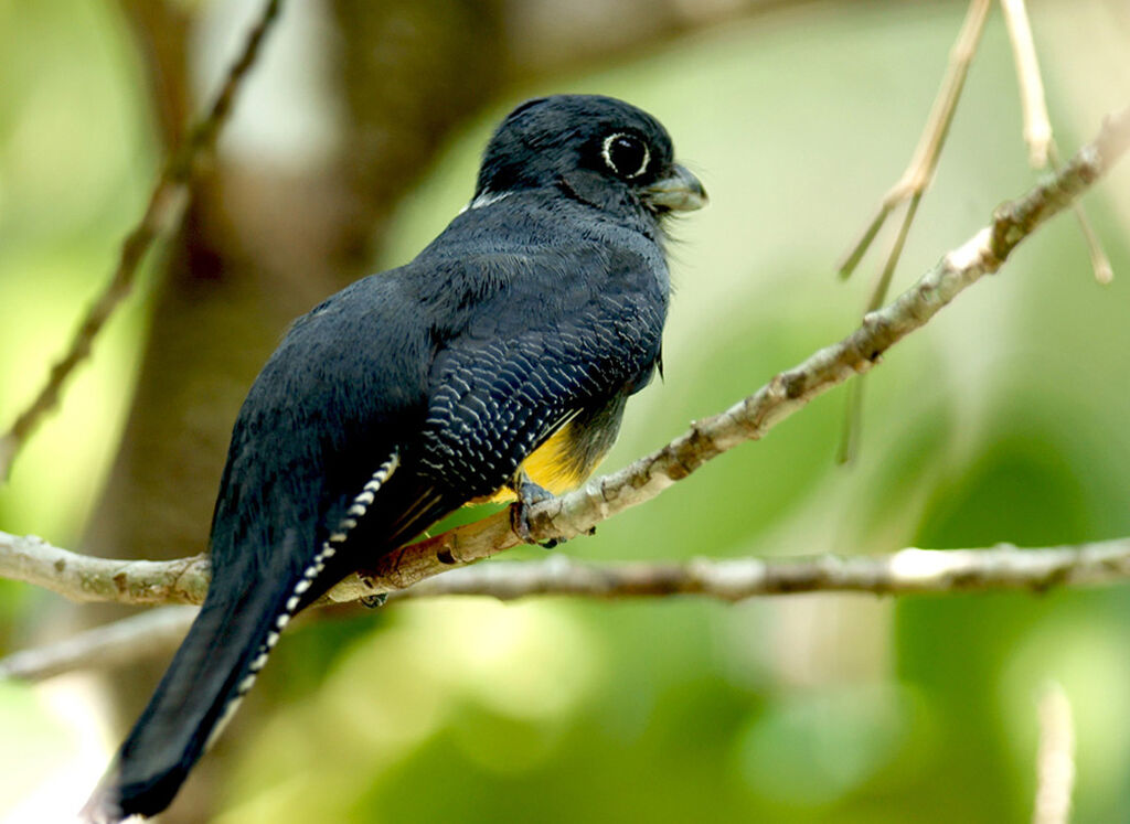 Trogon violacé