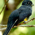Trogon violacé