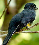 Guianan Trogon