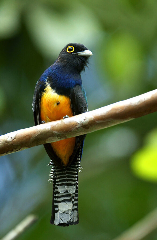 Trogon violacé