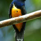Trogon violacé